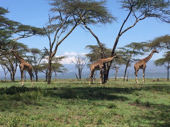 Crescent Island Game Park